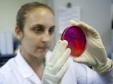 Lab worker with Salmonella on petri dish