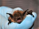 Little brown bat