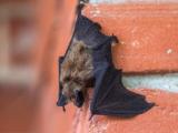 Little brown bat