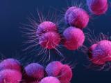 Neisseria gonorrhoeae, the bacterium that causes gonorrhea