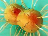 Neisseria gonorrhoeae