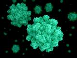 Norovirus