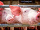Pigs at fair