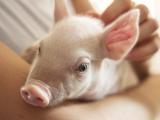 Piglet in person's arms