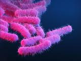 Shigella bacteria