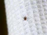 Tick on white clothing