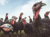 Turkey flock