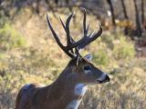 Whitetail buck