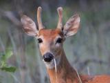 Young white-tailed buck