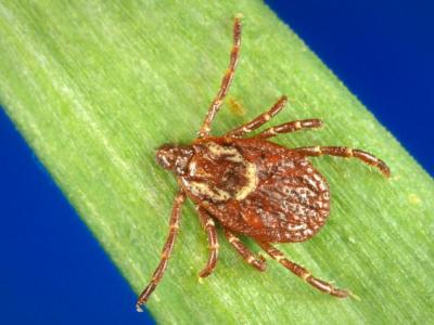 Tick
