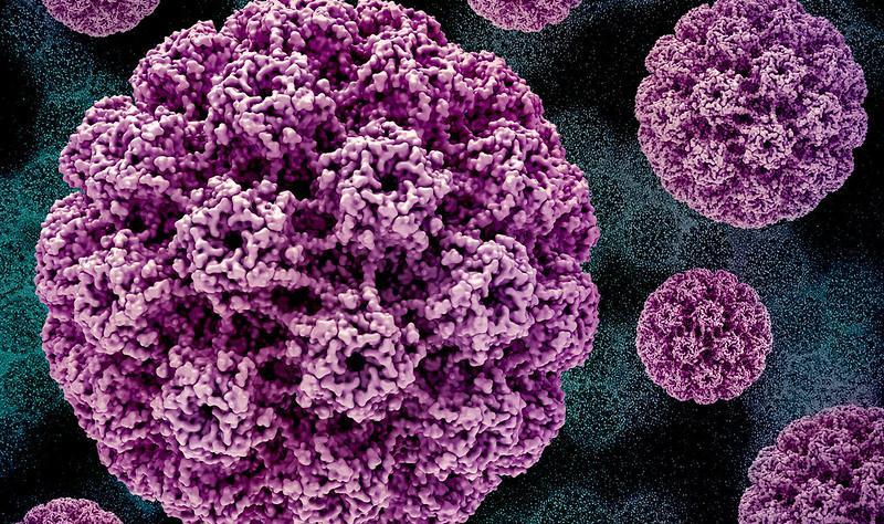 Evidence of herd immunity 17 years after HPV vaccination