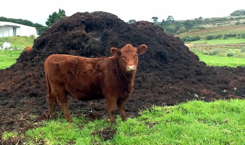 Livestock manure contains antibiotic resistance genes, posing health threat, global study finds