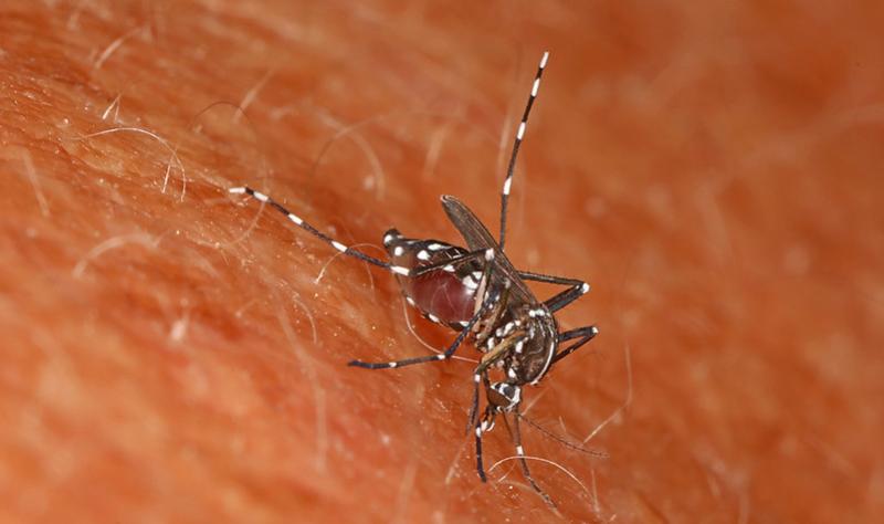 Aedes mosquito on skin
