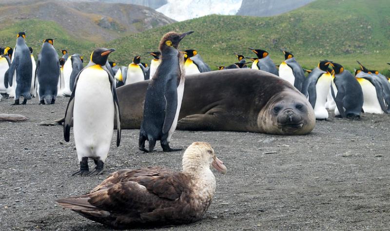 Los grupos advierten sobre el impacto adicional de la gripe aviar en la Antártida y la posibilidad de que se propague a Oceanía.