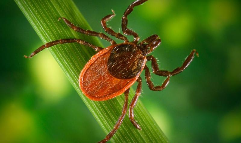 Black-legged tick