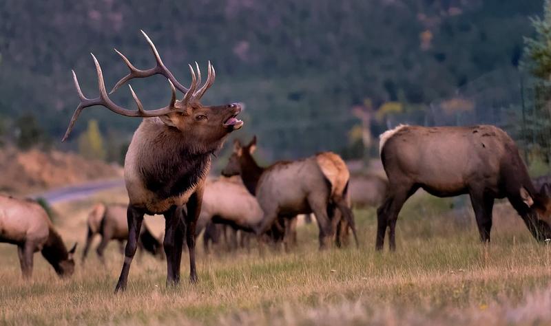 Bull elk bugling