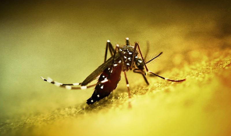 Chikungunya moving into new regions, disabling millions and racking up billions in costs, data suggest