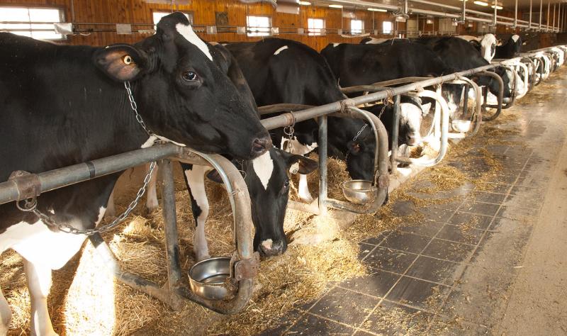 Avian flu exacts heavy financial toll on dairy industry, report says