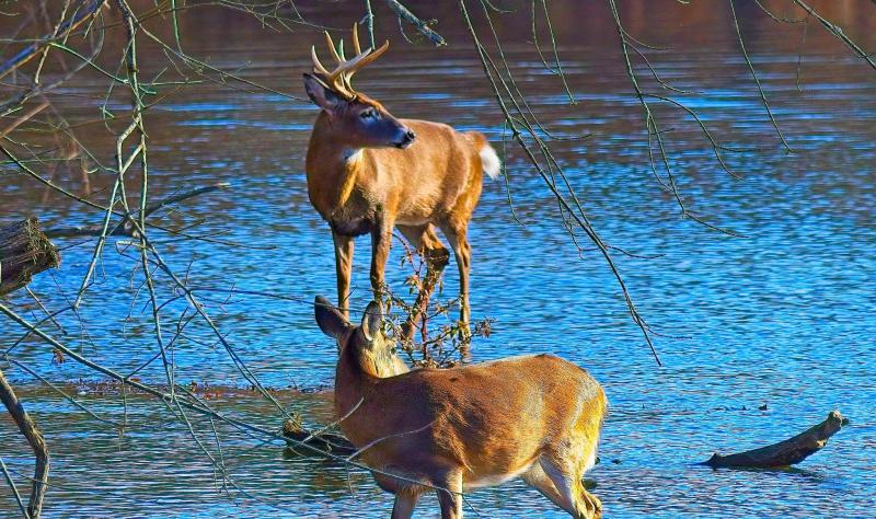 Deer couple in lake