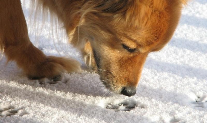 Dog sniffing tracks in snow