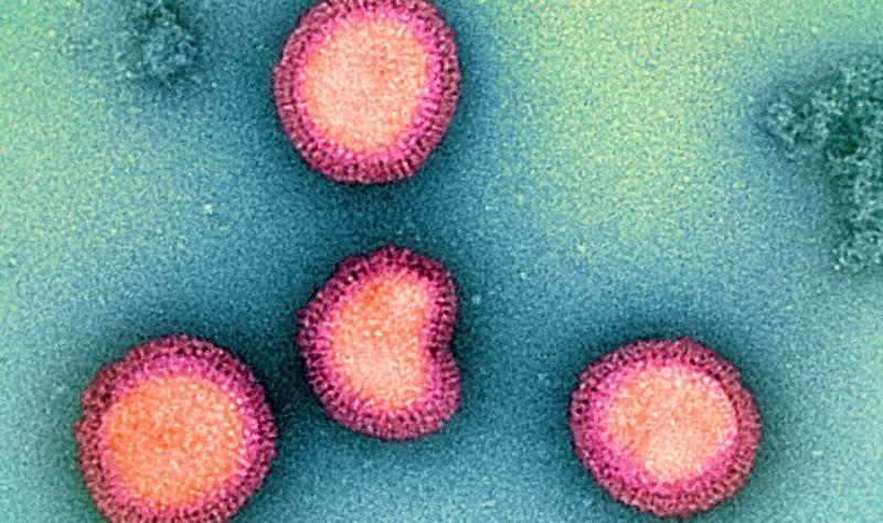 Influenza B viruses