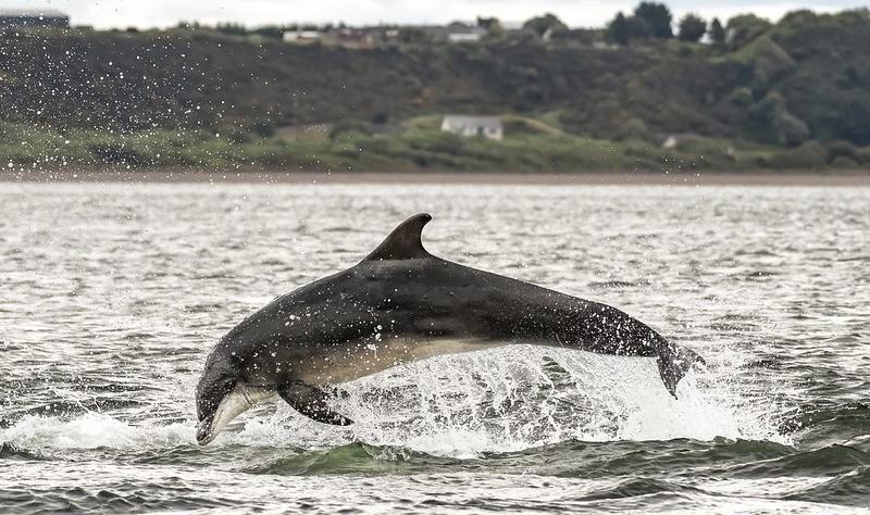 Leaping dolphin
