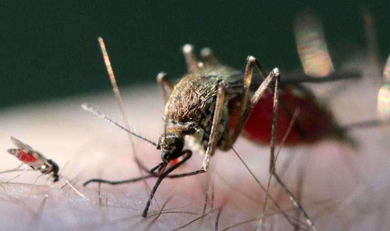 Oropouche virus activity in the Americas mimics last year as UK notes its first case