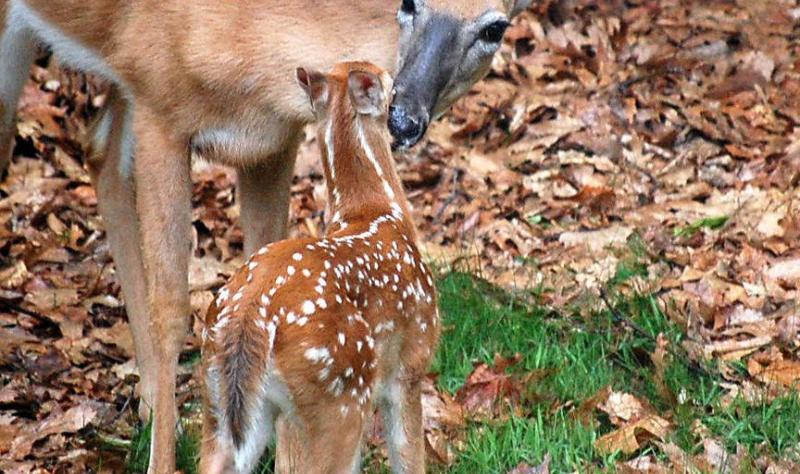 Doe and fawn in grass