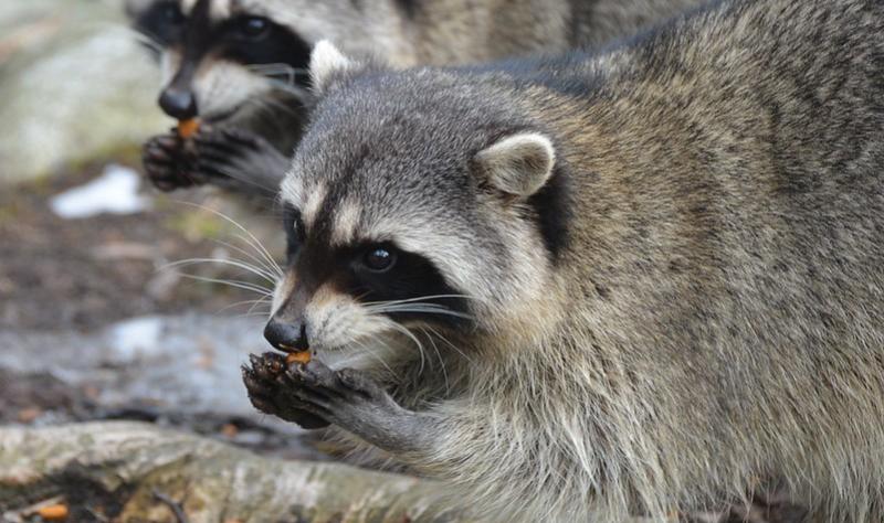 Racoon duo