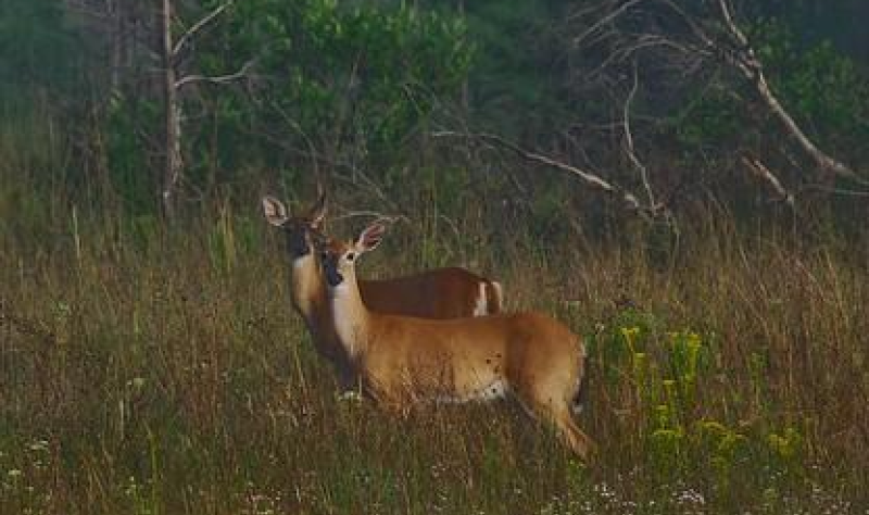 Two does in woods