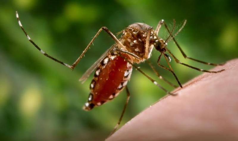 Research highlights high risk of multi-organ complications, death after dengue infection
