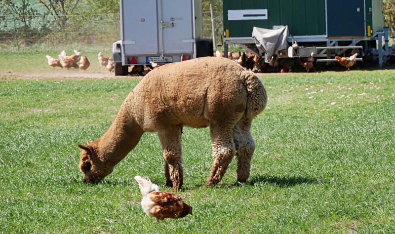 alpaca and chickens