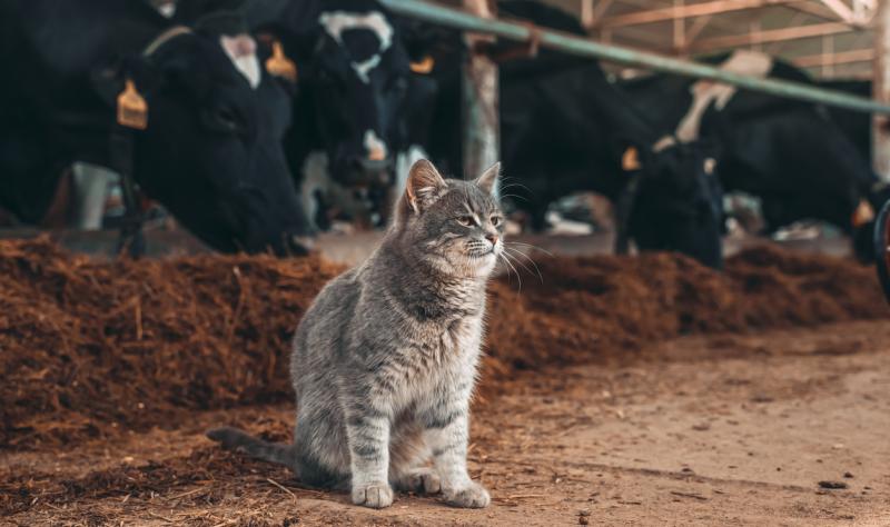 Tests confirm avian influenza at New Mexico dairy farm.Cat tested positive Tests confirm avian influenza at New Mexico dairy farm.Cat tested positive