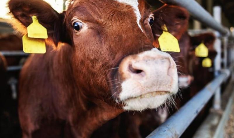 Beef cattle in feedyard