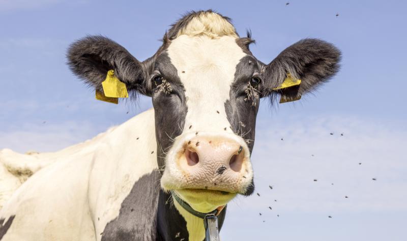 cow and flies