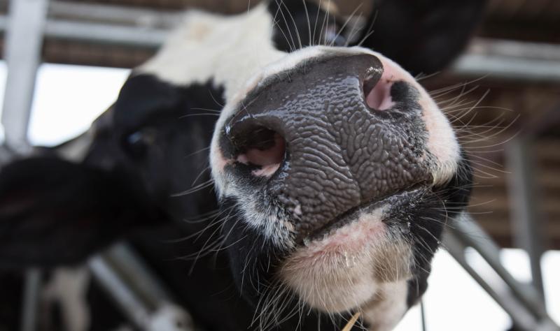 Air, wastewater may play roles in H5N1 transmission on dairy farms