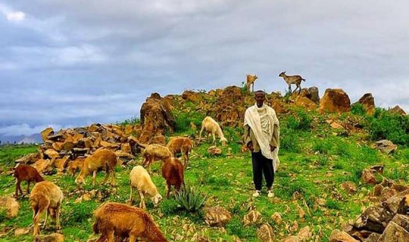 Rift Valley fever vaccine safe, immune-producing in adults, early-stage trial shows