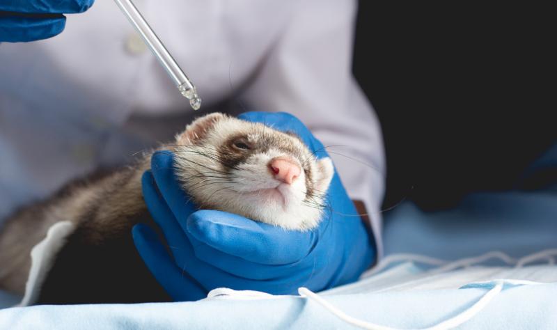 ferret testing