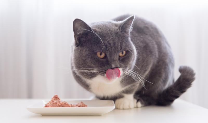 Los Angeles Cat H5N1 Deaths Raise Alarm Over Raw Pet Food Risks