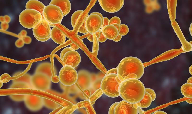 Candida auris 