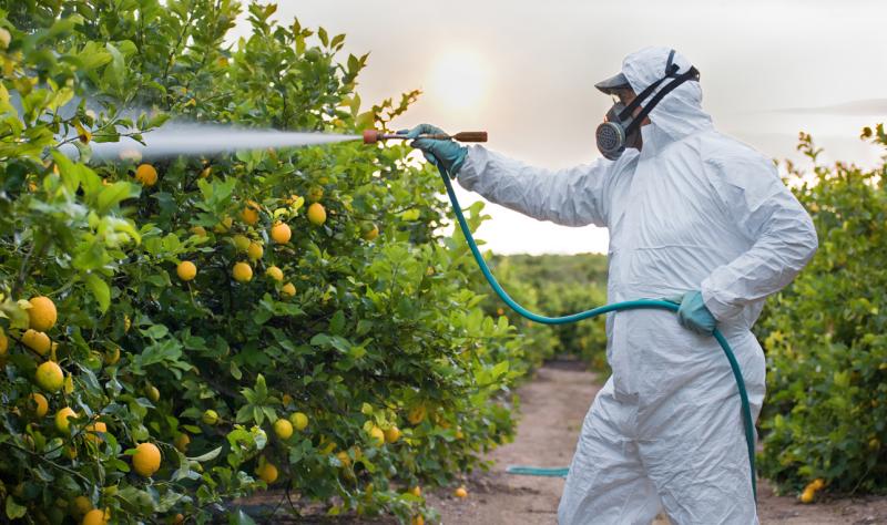 Farmworker spraying pesticide on citrus trees