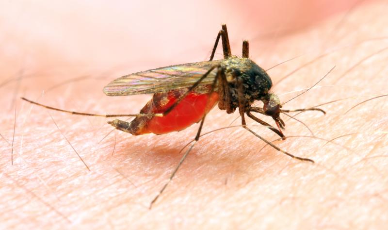 Locally transmitted US malaria cases highlight increased risk, CDC report suggests