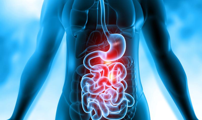 Upper gastrointestinal system illustration