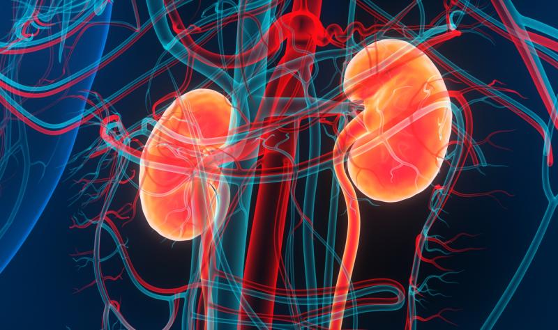 kidneys