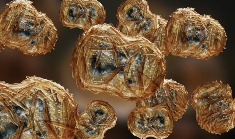 mpox virus