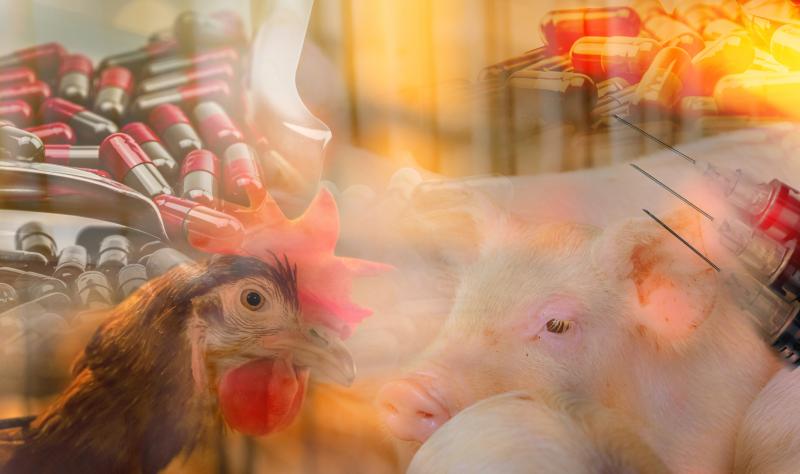 Animals and antibiotics