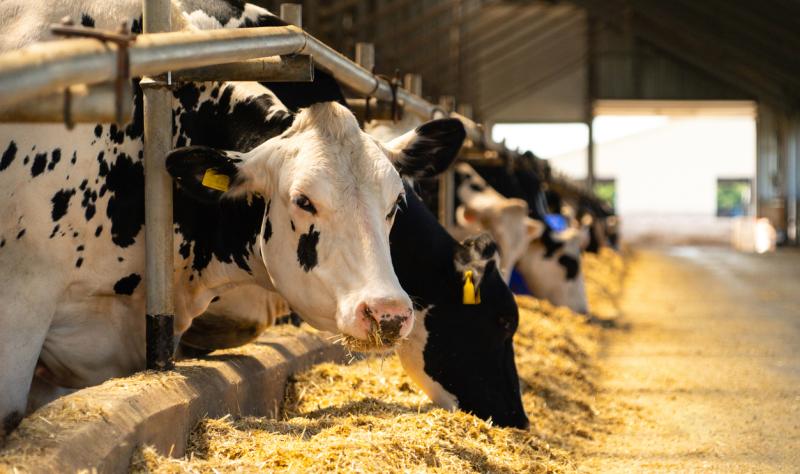 Dairy cows feeding