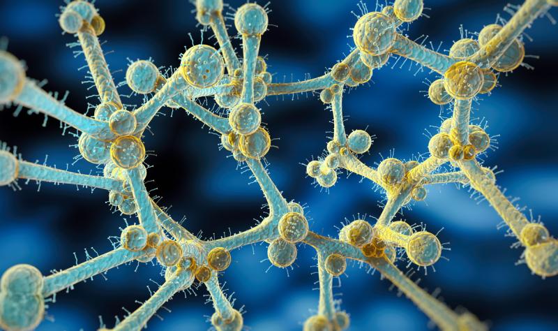 Candida auris illustration