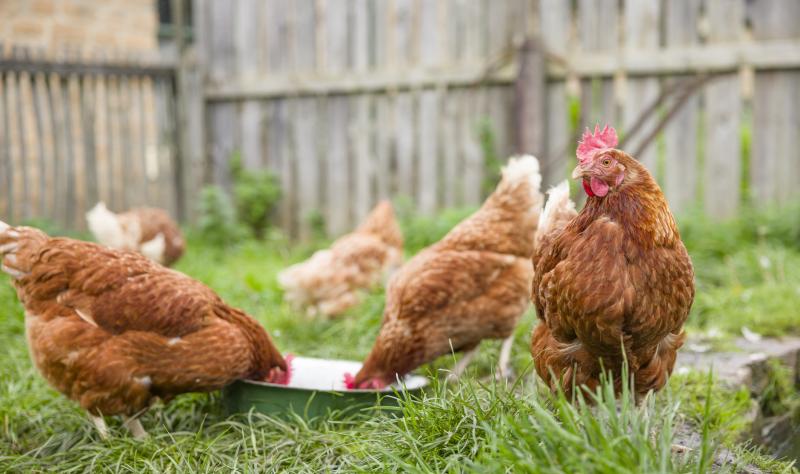 Washington state officials confirm H5N5 avian flu patient has died from infection