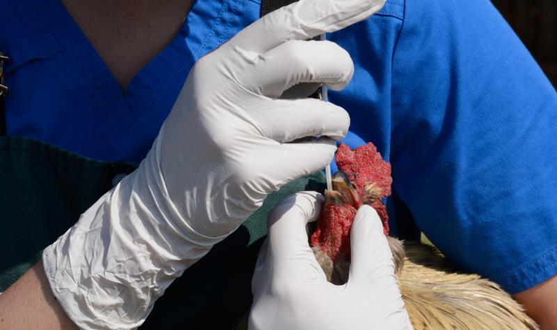 Veterinarian swabbing rooster for avian flu